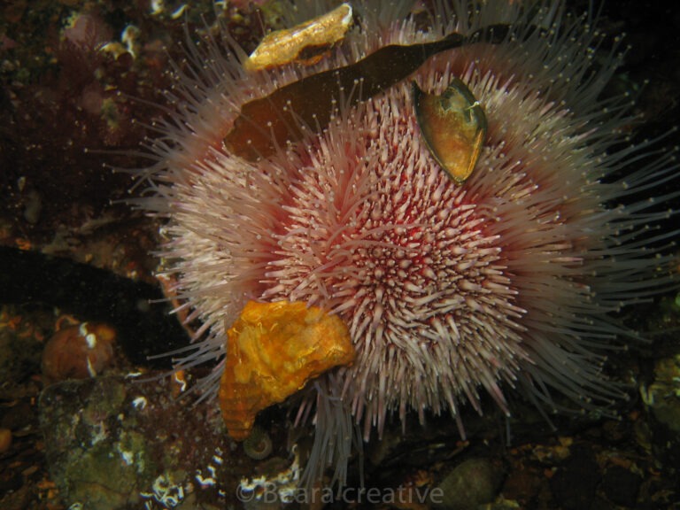 Edible sea urchin 752 - Beara Creative