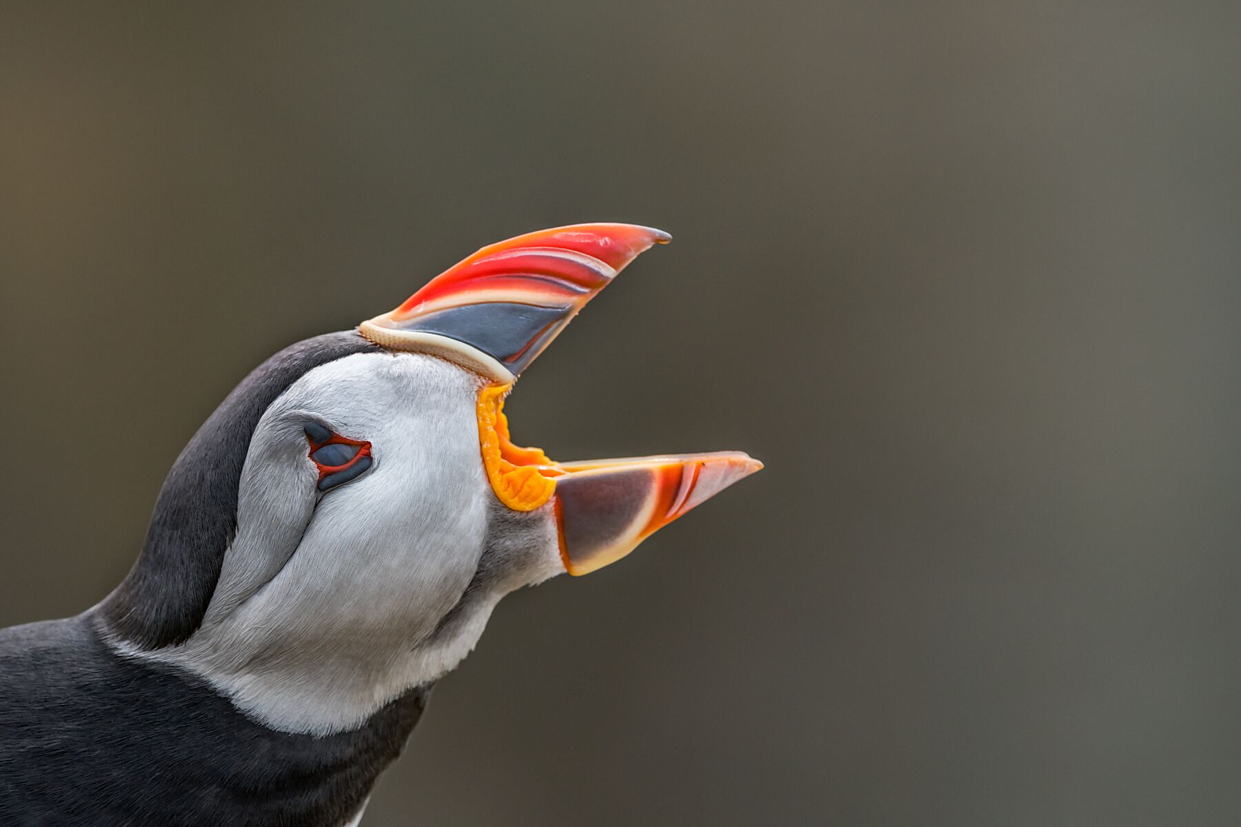 Puffin with mouth open - photographic print - Beara Creative